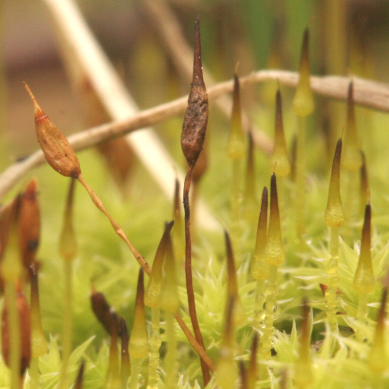 Racomitrium canescens subsp. canescens